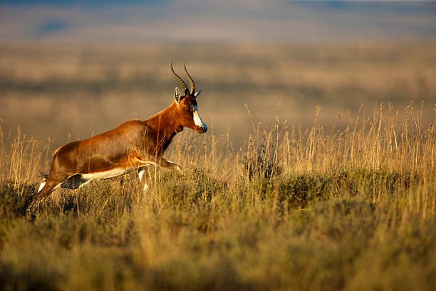 A blesbok running through golden grassland at Goldfields Game Ranch.