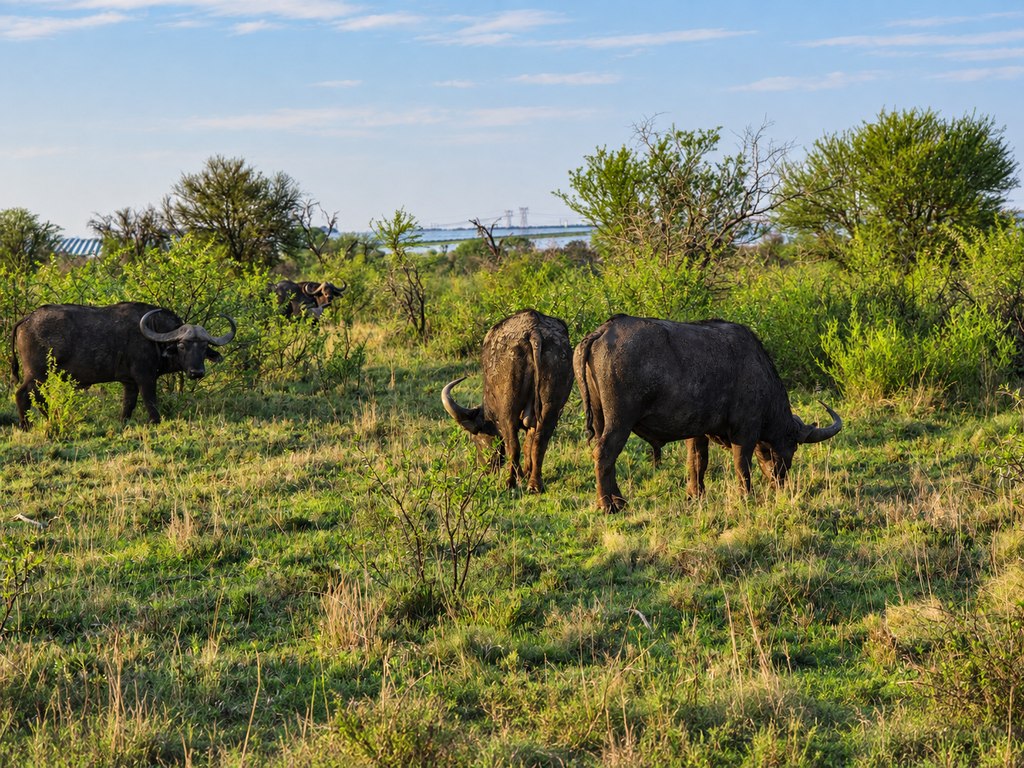 Buffalo grazing in green bushveld beneath a blue sky at Goldfields Game Ranch.