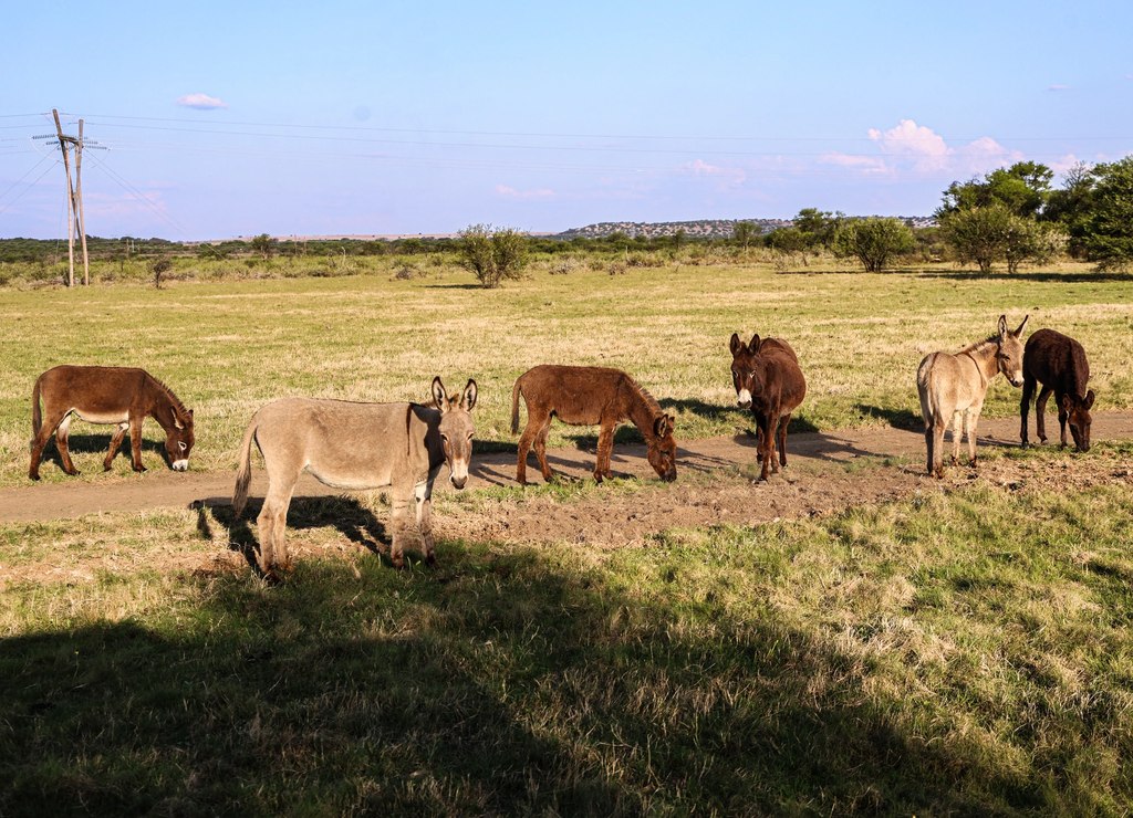 Donkeys standing along a ranch track in open Free State grassland at Goldfields Game Ranch.