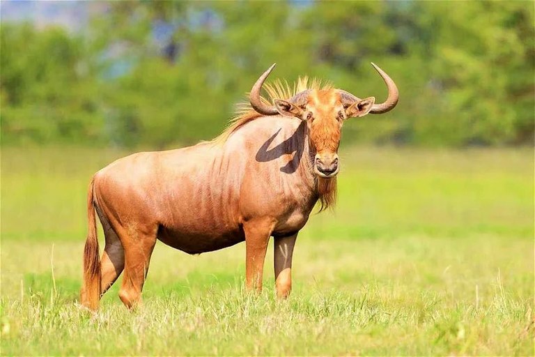 A golden wildebeest standing in green grassland at Goldfields Game Ranch.