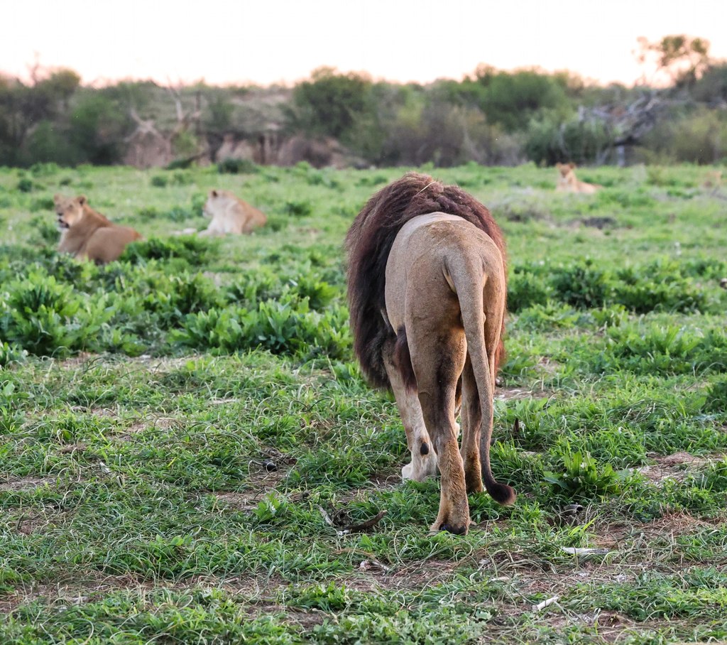A maned lion walking through green grassland with lionesses resting behind at Goldfields Game Ranch.
