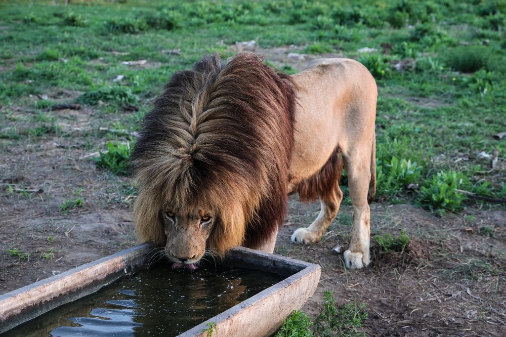A maned lion drinking from a water trough at Goldfields Game Ranch.