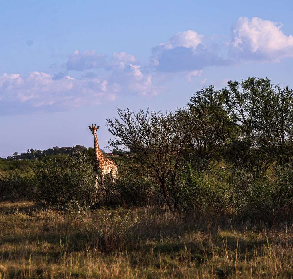 A giraffe standing among thorn trees in the bushveld at Goldfields Game Ranch.