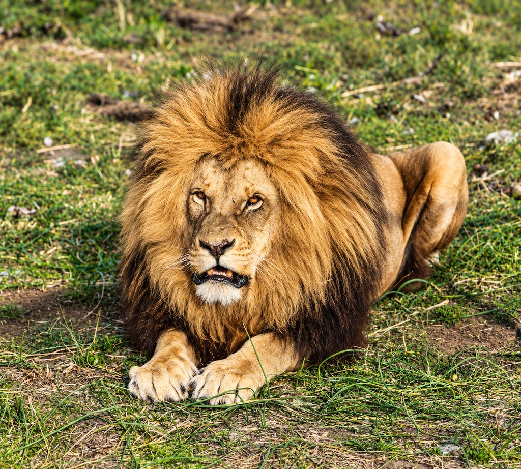 A maned lion resting in sunlit grass at Goldfields Game Ranch.
