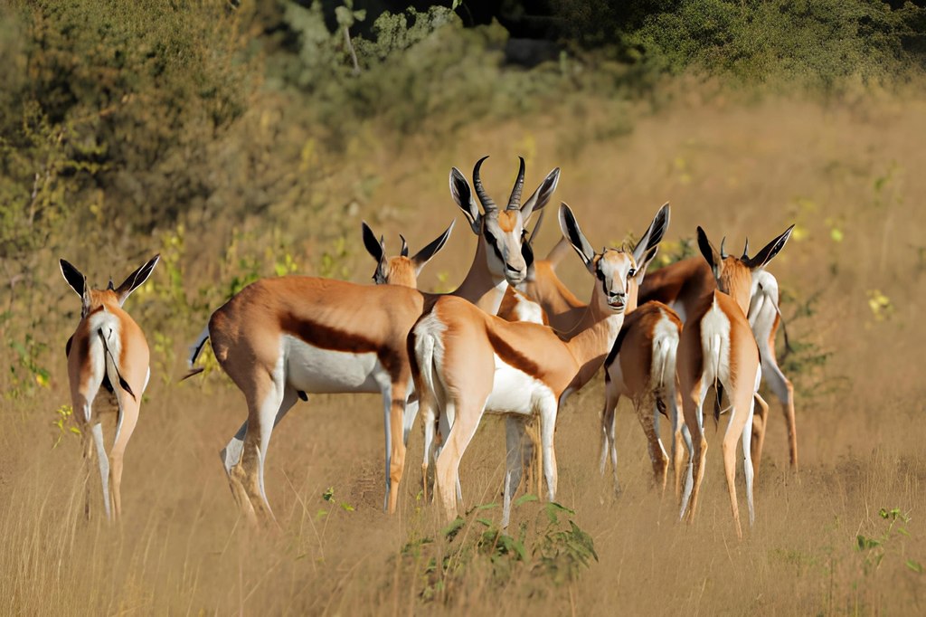A small herd of springbok standing in dry grassland at Goldfields Game Ranch.