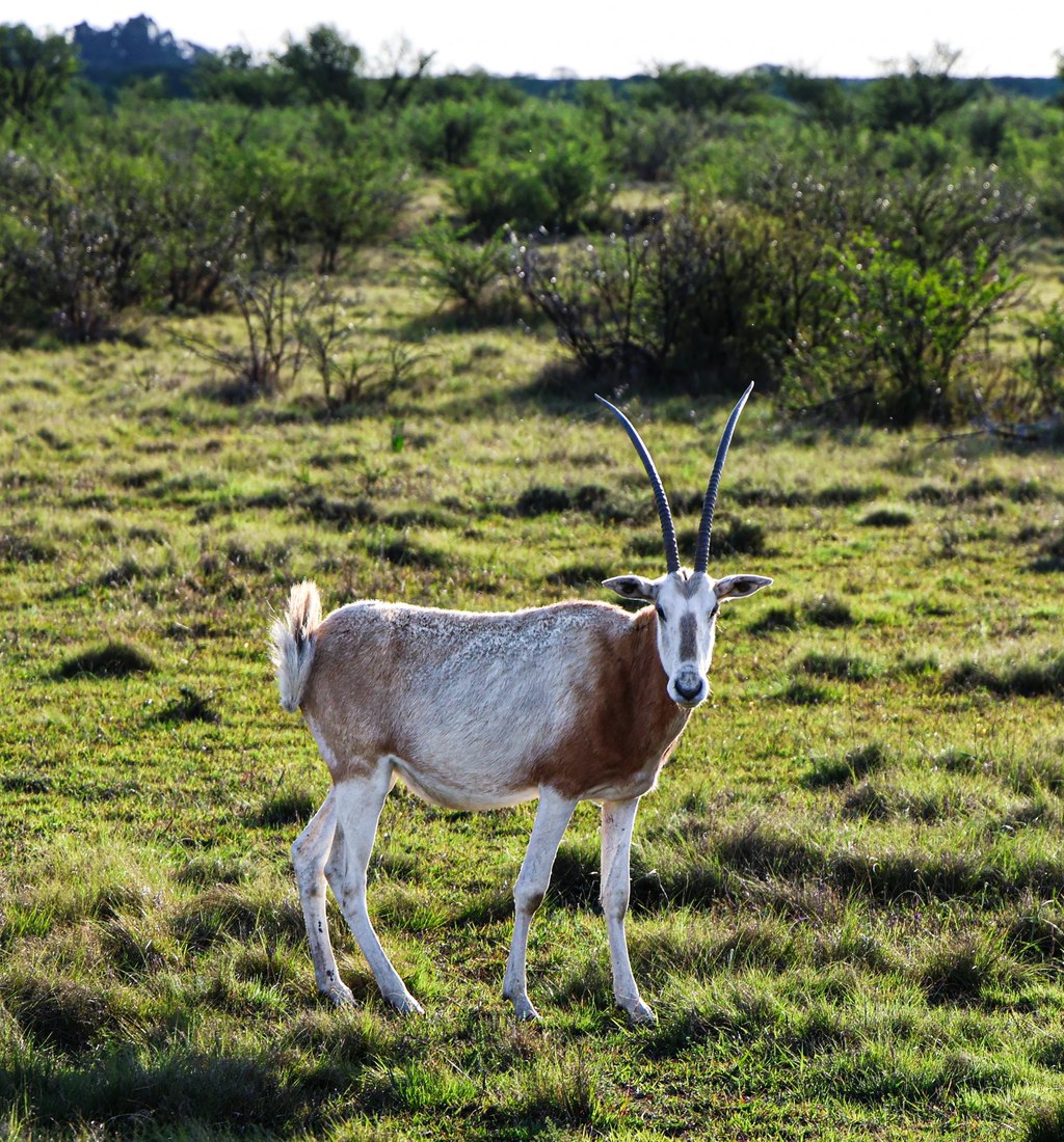 A pale antelope with long curved horns standing in green grassland at Goldfields Game Ranch.