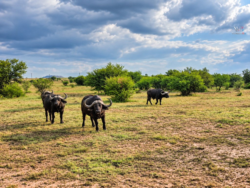 Buffalo grazing in the grassland beneath a cloudy sky at Goldfields Game Ranch.