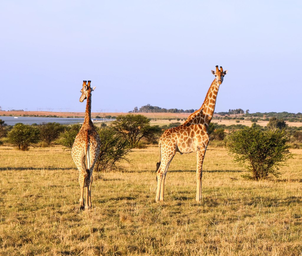 Two giraffes standing in the open grassland at Goldfields Game Ranch.