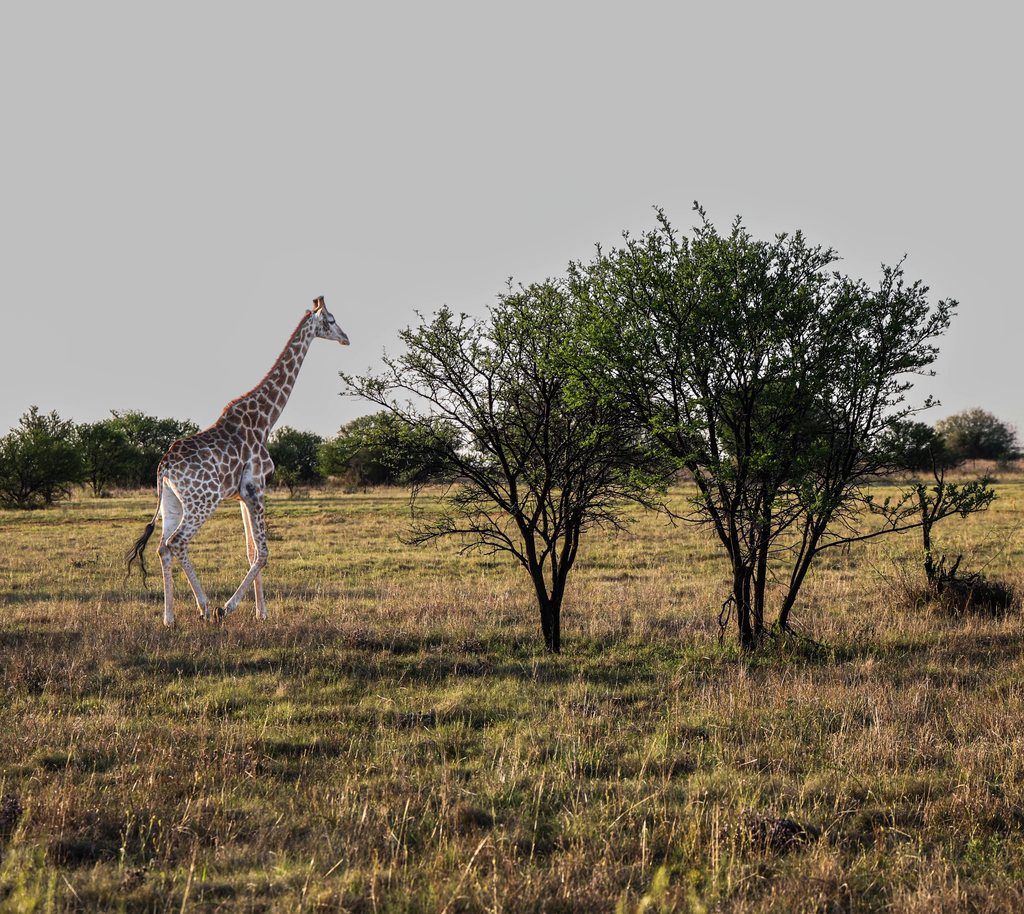 A giraffe walking through the grassland beside thorn trees at Goldfields.